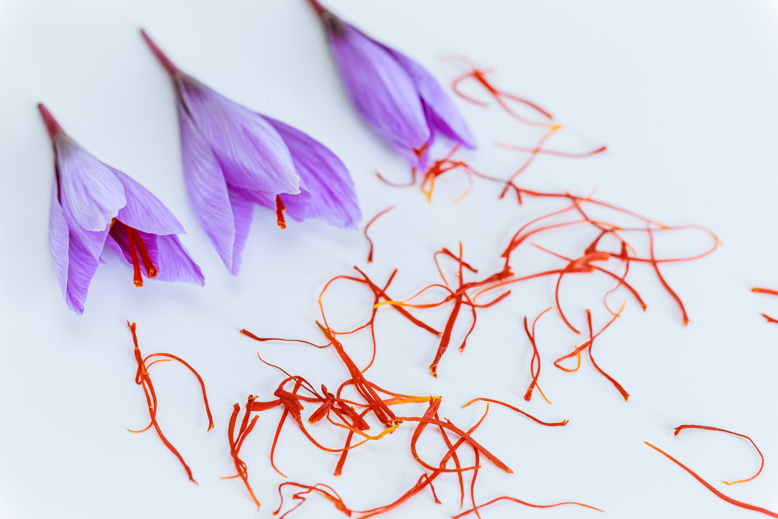 Saffron stamens and crocuses on a white background close up. Stamens are used in cooking as a spice.